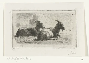Deux chèvres couchées