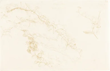 Chèvrefeuille