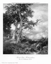 Chênes forestiers, Fontainebleau, 1908