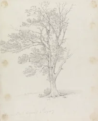 Arbre à Easton Park