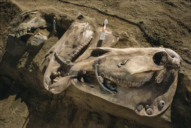 Crânes de chevaux avec des pièces de bride encore en place remplissant une tombe scythe