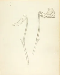 Fleur fermée et ouverte