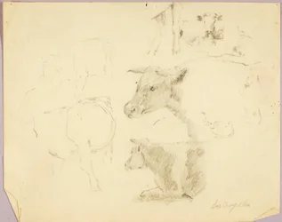 Vaches