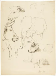 Vaches