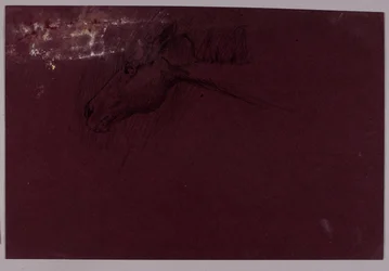 Tête de cheval