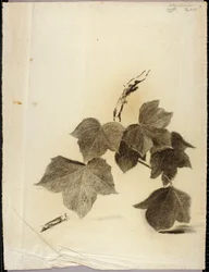 Feuilles