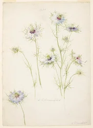 Étude de Nigelle de Damas