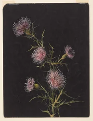Étude de chardons