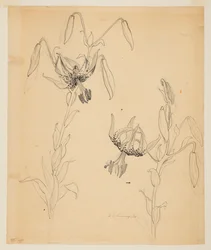 Étude de lys tigrés