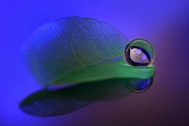 Sphère en verre « Feuille délicate »