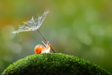 Petit escargot, pissenlit, parapluie