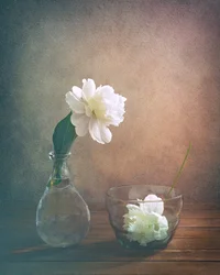 Nature morte à la pivoine blanche