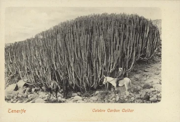 Hommes observant le célèbre cactus de Cardon à Ténérife (photo n/b)