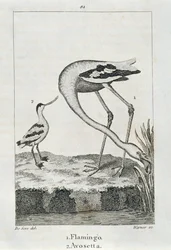 Flamant rose et Avosette, de 