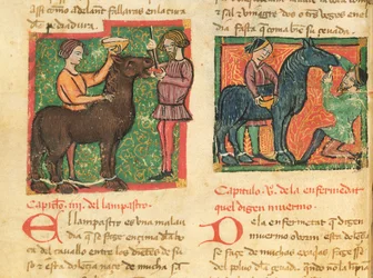 Ms 214 fol.26v Traitement de la glossite chez un cheval, tiré du Libro de Menescalcia y Albeyteria par Juan Alvarez, vers 1390