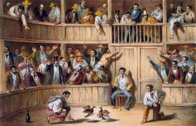 Valla de Gallos, Cuba (lithographie couleur)