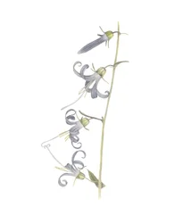Campanule de Californie, 2015