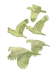 Perroquets à front rouge du Costa Rica