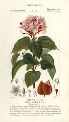 Achiote ou arbre à rouge à lèvres, Bixa orellana