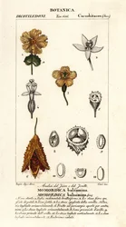 Concombre africain, Momordica balsamina
