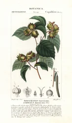 Corylus americana