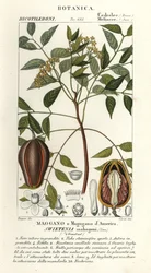 Acajou américain, Swietenia mahagoni
