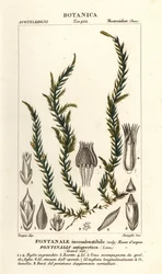 Mousse antifever fontinalis, Fontinalis antipyretica