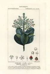Ardisia coriacea