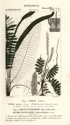 Fougère à soies, Trichomanes botryoides