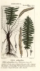 Fougère à soies, Trichomanes elegans