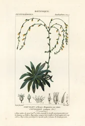 Dudleya cymosa