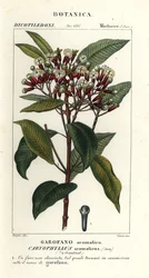Clou de girofle, Syzygium aromaticum