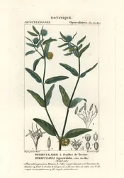 Mauvaise herbe grossière, Opercularia aspera