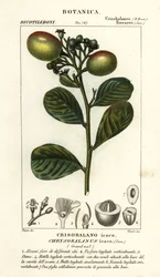Chrysobalanus icaco