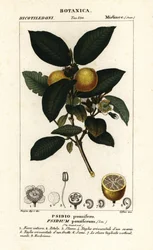 Goyave commune, Psidium guajava