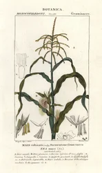 Maïs, Zea mays