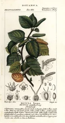 Bouleau nain, Betula pumila