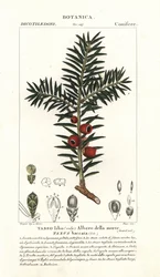 If européen, Taxus baccata