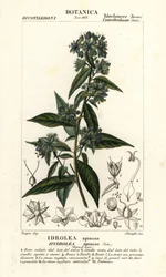 Hydrolea spinosa