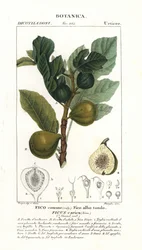 Figuier et fruit, Ficus carica