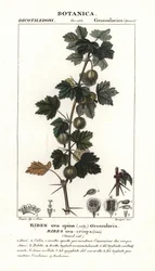 Ribes uva-crispa
