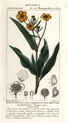 Renoncule à feuilles de lance, Ranunculus lingua