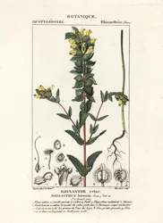 Rhinanthe crête-de-coq, Rhinanthus alectorolophus