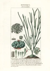 Algues vertes Spongodium