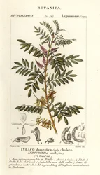 Indigo du Guatemala, Indigofera suffruticosa