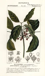 Fusain de Hamilton, Euonymus hamiltonianus