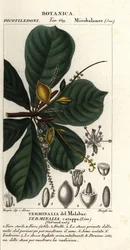 Amande indienne, Terminalia catappa