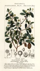 Prunier indien, Flacourtia indica