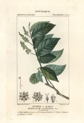 Bois de fer, Homalium racemosum