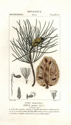 Pin parasol, Pinus pinea